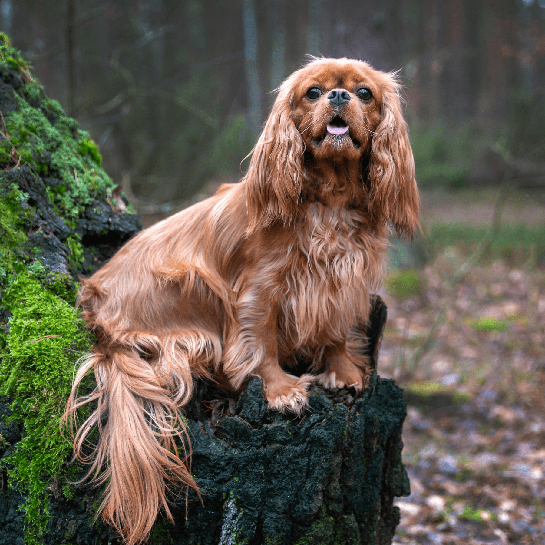 Dog enjoying Pets True House cold-pressed dog food